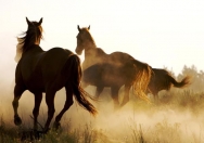 Formation Communication animale I, 29-30 sept. 2018 Formation Communication animale I, 29-30 sept. 2018