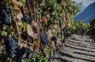 Promesse de la Vinothérapie Promesse de la Vinothérapie