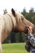 Méditation guidée avec les chevaux Méditation guidée avec les chevaux
