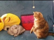 Cours de Thérapie animale par la radiesthésie Cours de Thérapie animale par la radiesthésie