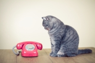 Formation Communication animale I, 21-22 septembre2019 Formation Communication animale I, 21-22 septembre2019