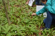 Cueillette de l'ail des ours et confection d'un Pesto Cueillette de l'ail des ours et confection d'un Pesto