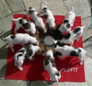 Nourriture naturelle suisse pour chiens et pour chats Nourriture naturelle suisse pour chiens et pour chats