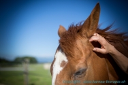 Initiation à l'acupressure pour animaux Initiation à l'acupressure pour animaux