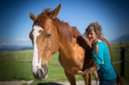 Initiation à l'acupressure pour chevaux Initiation à l'acupressure pour chevaux