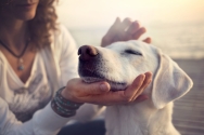 Initiation à l'acupressure pour chiens Initiation à l'acupressure pour chiens