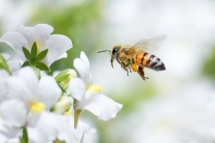 reference-bien-etre, article apitherapie,abeilles, Catherine Gay naturopathe