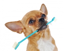 Comment bien nettoyer les dents de son chien